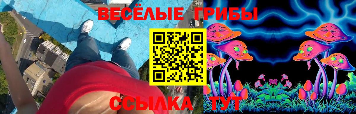 Псилоцибиновые грибы Cubensis Всеволожск